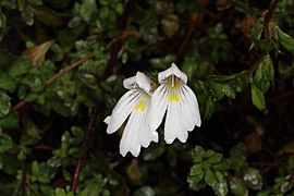 Euphrasia cuneata (Nouvelle Zélande).