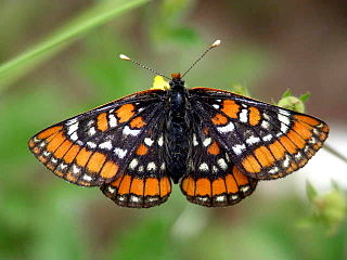 <i>Euphydryas gillettii</i> Species of butterfly