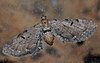 Eupithecia absinthiata02.jpg