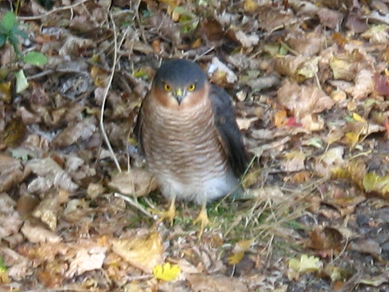 File:Eurasian Sparrowhawk, Wantage, Oxfordshire.jpg