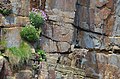 European Shag nesting on Deerness.jpg