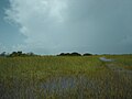 Everglades nasjonalpark Foto: Oskar Aanmoen