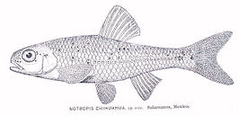 Notropis chihuahua