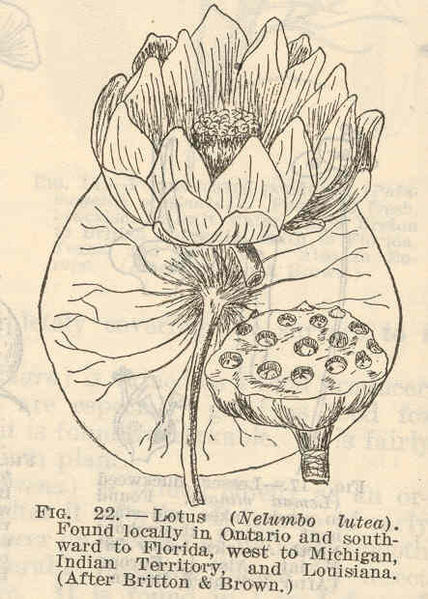 File:FMIB 37596 Lotus (Nelumbo lutea).jpeg