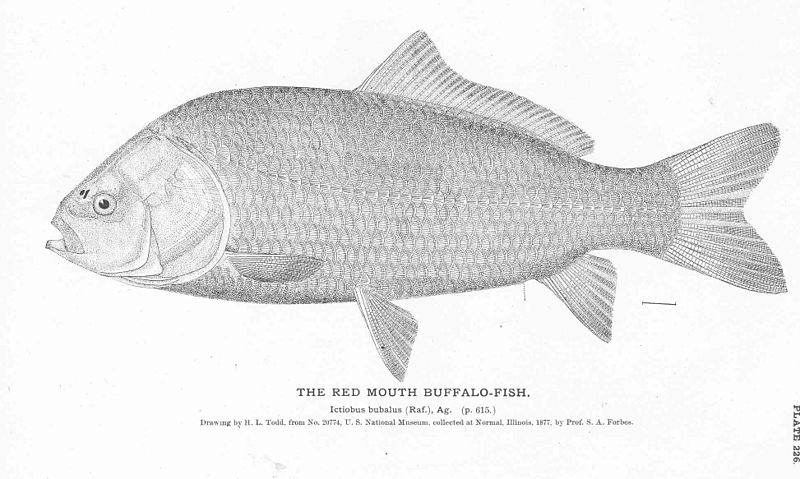 File:FMIB 51124 Red Mouth Buffalo-Fish.jpeg