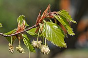 Männliche Blüten der Rotbuche. Die Rotbuchen sind die typischen Waldbäume der europäischen gemäßigten Breiten.