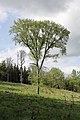 Fagus sylvatica