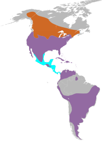 Amerika kestrel assortimenti      Yil davomida      Yoz (naslchilik)      Qish (naslsiz)