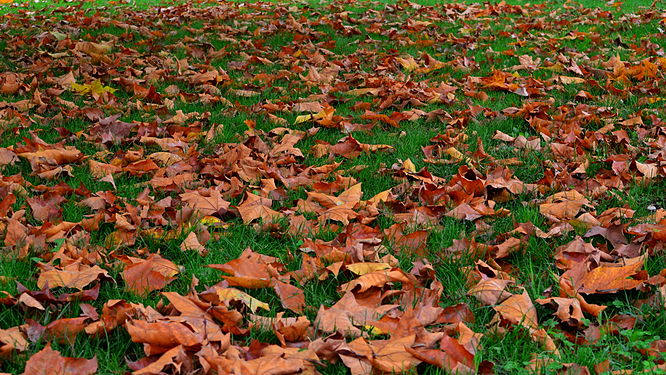 Fallen leaves on green grass, Bucharest, Romania