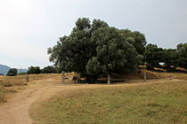 Vijf opnieuw opgerichte menhirs rond een olijfboom