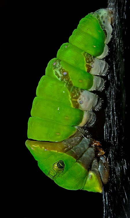 Fail:First_Stage_of_Pupa_of_Common_Mormon_Papilio_polytes_WLB_DSC_0395.jpg