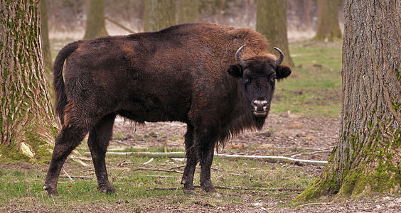 Bison bonasus subsp. bonasus (European Bison)
