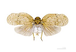 Flatolystra verrucosa (Fulgoridae)
