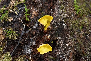 <i>Flaviporus</i> genus of fungi