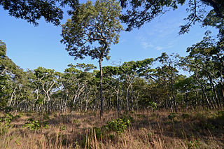 Central Zambezian miombo woodlands