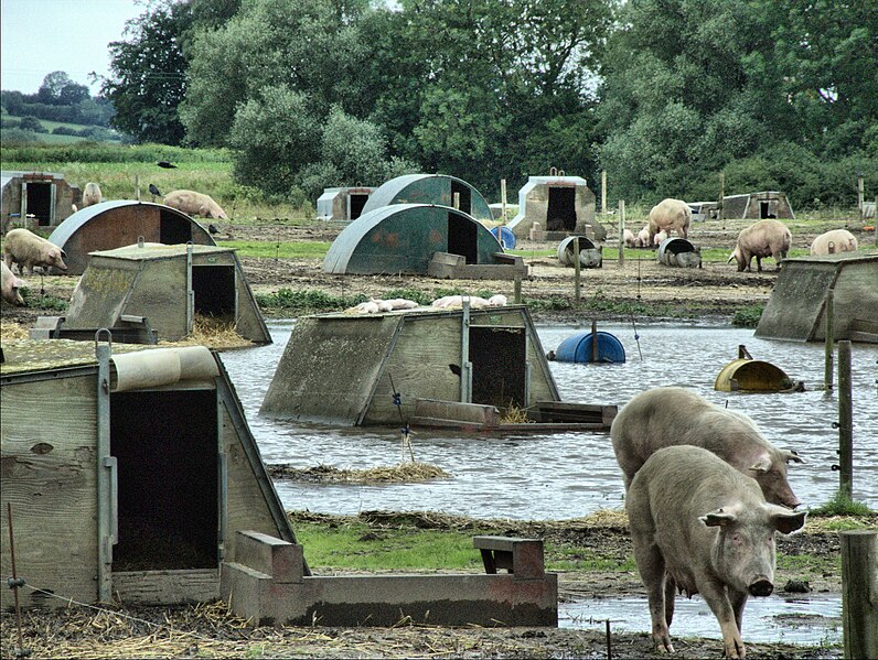 File:Flood Casualties - geograph.org.uk - 722710.jpg