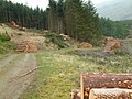 植林地の伐採