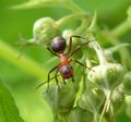 worker on raspberry