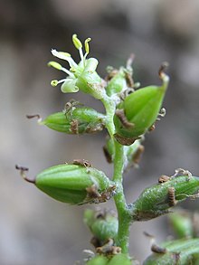 Fosterella albicans (JP) 06-0055 24, jpg