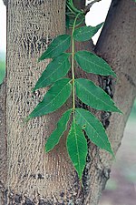 Miniatura para Fraxinus mandshurica