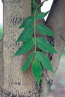 <i>Fraxinus mandschurica</i> species of plant