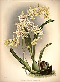 plate 37 Odontoglossum × hebraicum Oncidium × andersonianum