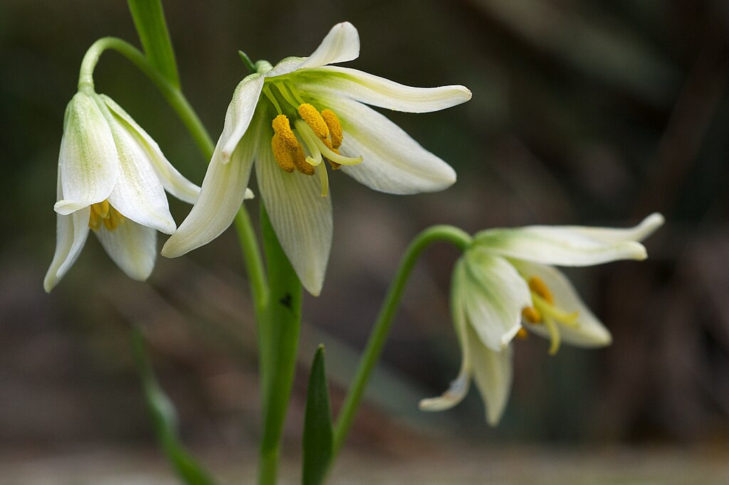 TÌNH YÊU CÂY CỎ ĐV 9 - Page 72 1024px-Fritillaria_liliacea_2