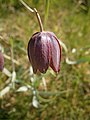 Fritillaria pyrenaica