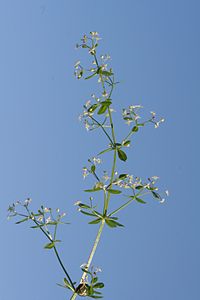 Galium album ENBLA01.jpeg