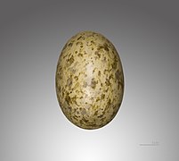 Pterocles orientalis (Black-bellied Sandgrouse), egg