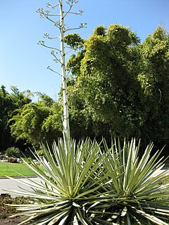 Sizalinė agava (Agave sisalana)