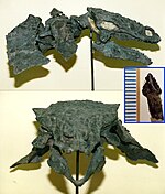 Cranial and cervical elements of the holotype Gargoyleosaurus skull.jpg