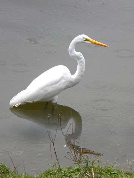 File:Garza Blanca en la laguna de San Javier.JPG