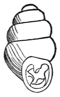 <i>Gastrocopta contracta</i> Species of gastropod