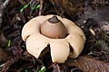 Eingesenkter Erdstern Geastrum saccatum