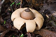 Zsákos csillaggomba, Mount Field National Park, Tasmania