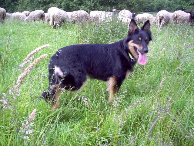 Old German herding dog, landrace: Ost- bzw. mitteldeutsche Gelbbacke ('east- or central-German yellow-cheek')