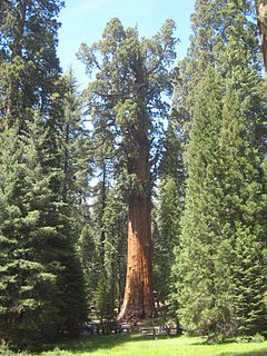 Ο Στρατηγός Σέρμαν, μεγαλύτερο σε όγκο δέντρο στον κόσμο, Εθνικό πάρκο Σεκόια (Sequoia National Park), Καλιφόρνια