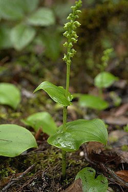 Gennaria Diphylla