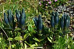 Thumbnail for Gentiana glauca