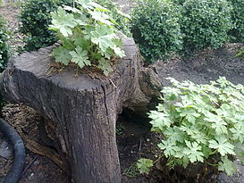 Geranium macrorrhizum Bulgaria.jpg