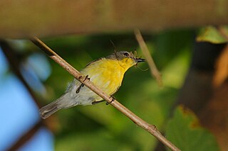 <span class="mw-page-title-main">Golden-bellied gerygone</span> Species of bird