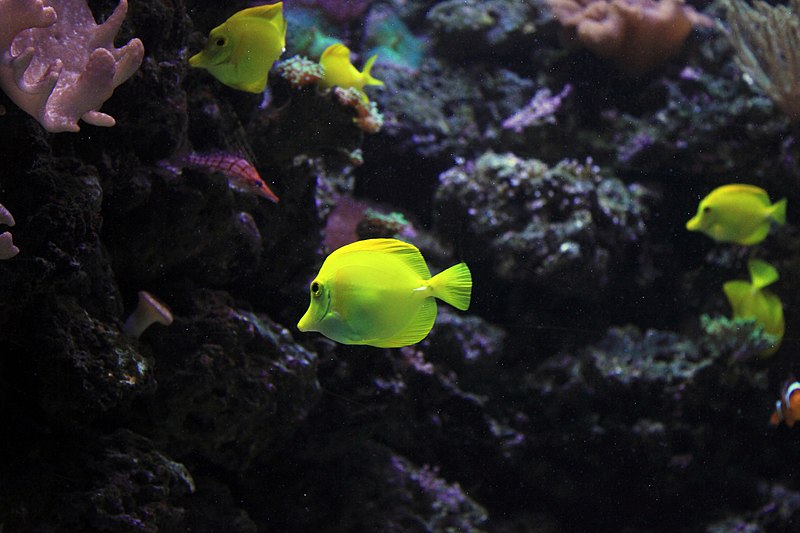 File:Gfp-yellow-angelfish.jpg