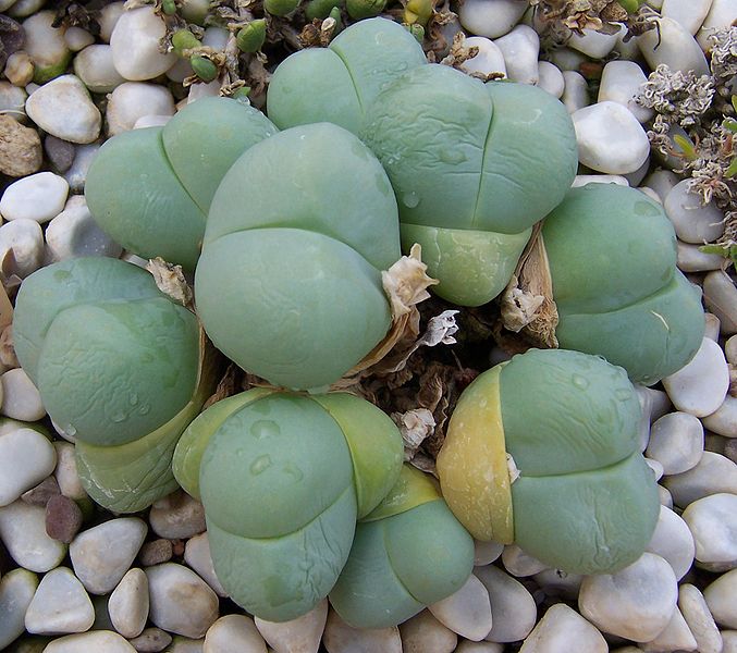 File:Gibbaeum heathii.jpg