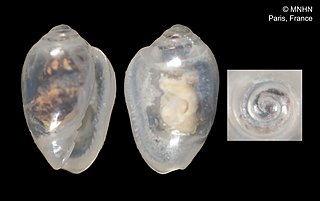 <i>Gibberula punctillum</i> Species of gastropod