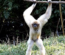 Gibbon 147.jpg