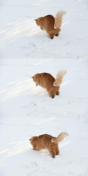 File:Gillie Hunting in the Snow (3191618062).jpg