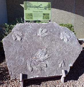 Traces de Dilophosaurus relevées sur le site de Glen Canyon National Recreation Area. USA