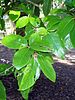 green leafy foliage