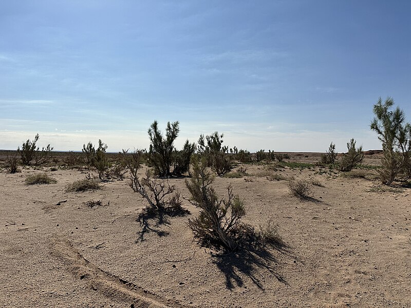 File:Gobi Desert 2023 in Ömnögovi Province, Mongolia 22.jpg